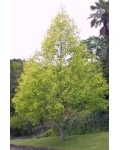 Тюльпановое дерево/Лириодендрон Ауреамаргината | Liriodendron tulipifera Aureomarginatum | Тюльпановое дерево/Ліріодендрон Ауреамаргіната
